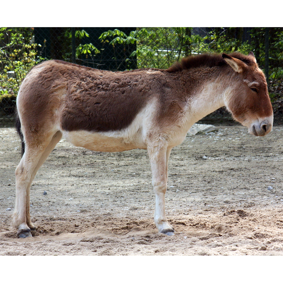 Кианг (Equus kiang) Фото №1