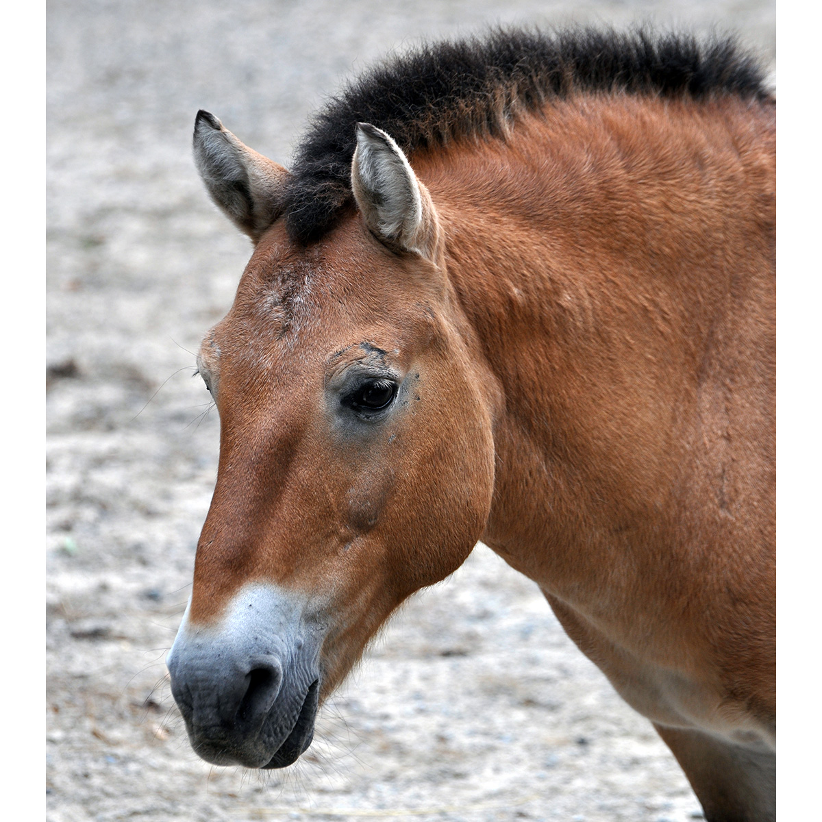 Лошадь Пржевальского (Equus przewalskii) Фото №10