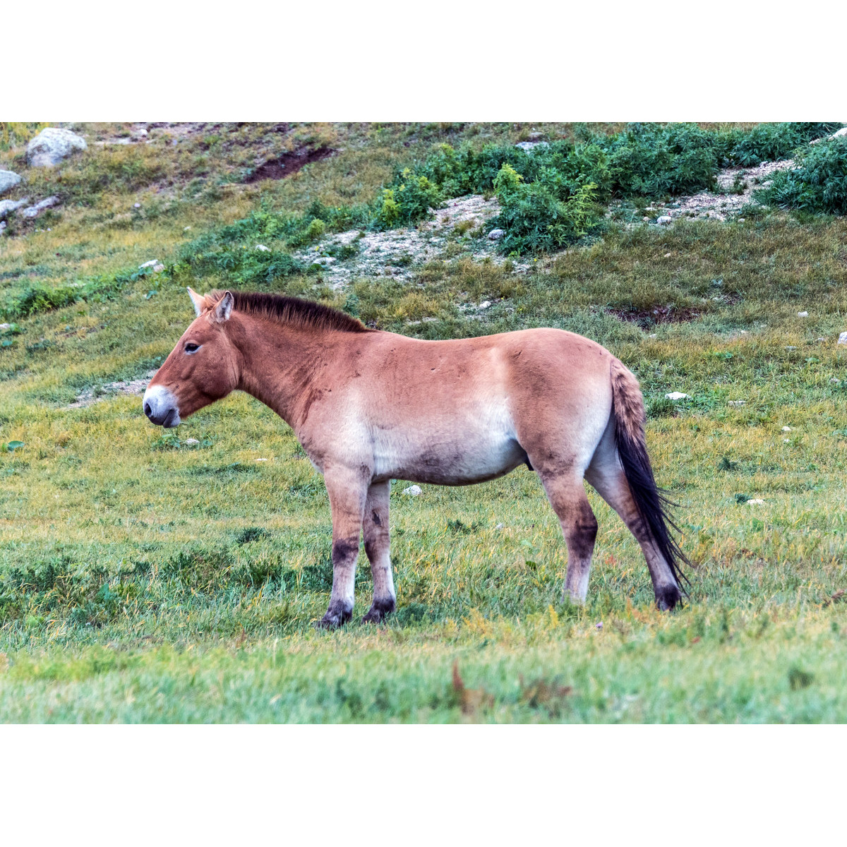 Лошадь Пржевальского (Equus przewalskii) Фото №2