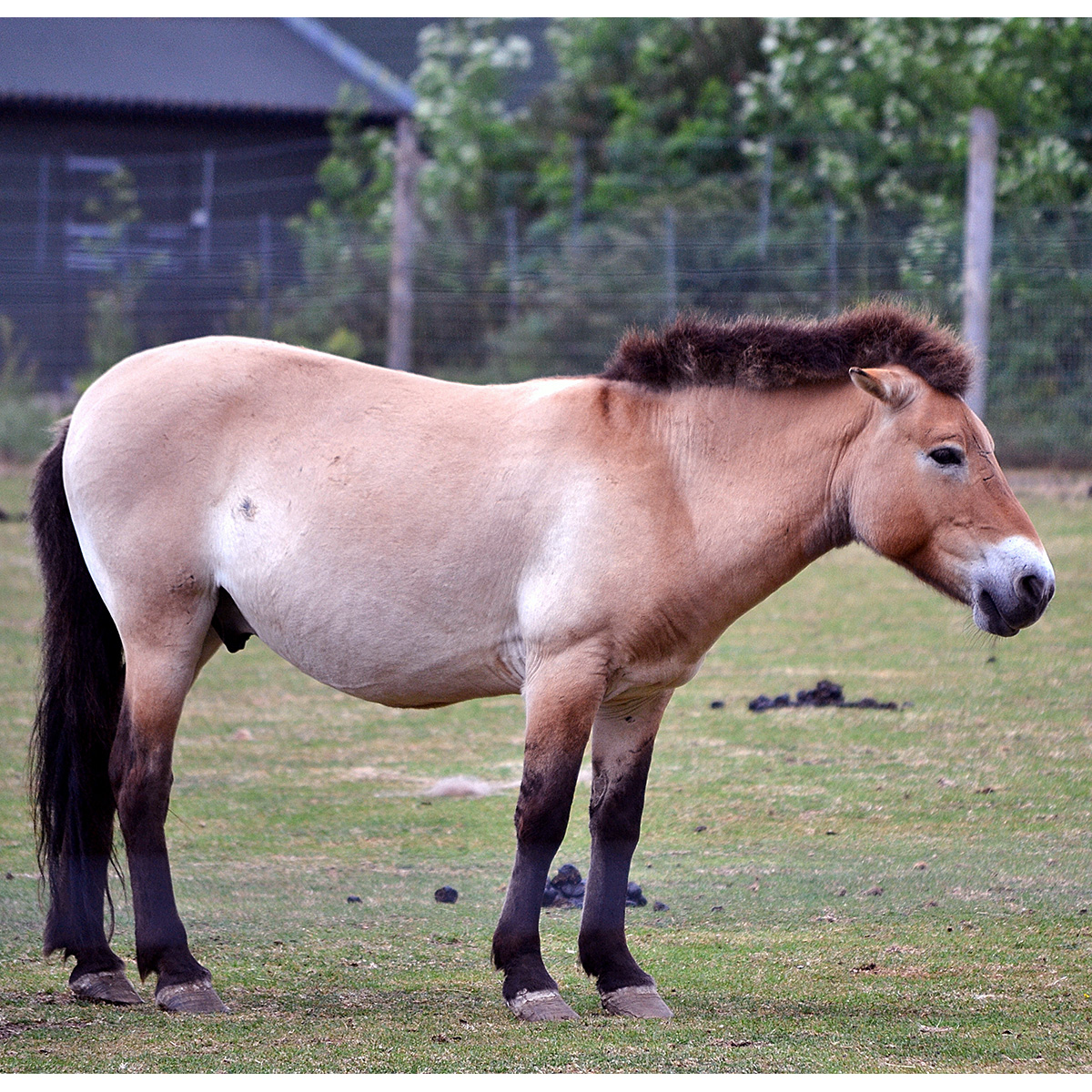 Лошадь Пржевальского (Equus przewalskii) Фото №3