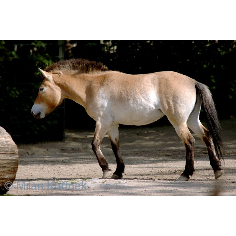 Лошадь Пржевальского (Equus przewalskii) Фото №4