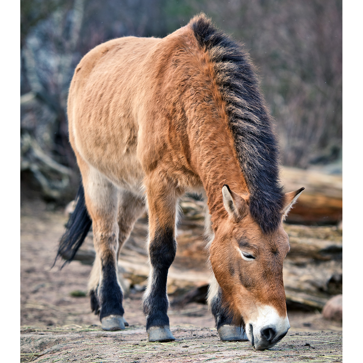 Лошадь Пржевальского (Equus przewalskii) Фото №5