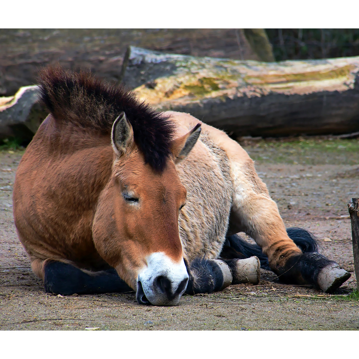 Лошадь Пржевальского (Equus przewalskii) Фото №6
