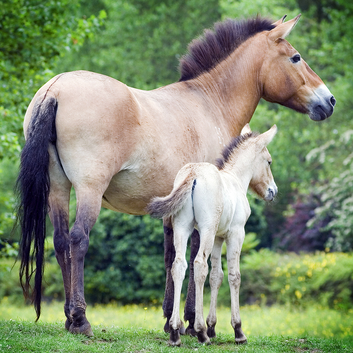 Лошадь Пржевальского (Equus przewalskii) Фото №7