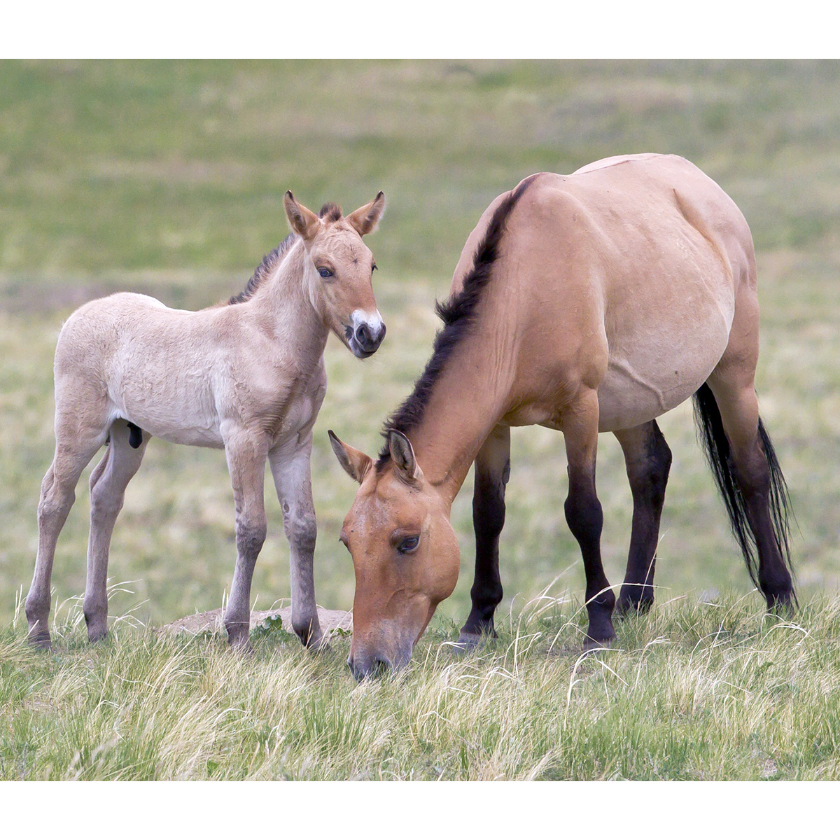 Лошадь Пржевальского (Equus przewalskii) Фото №8