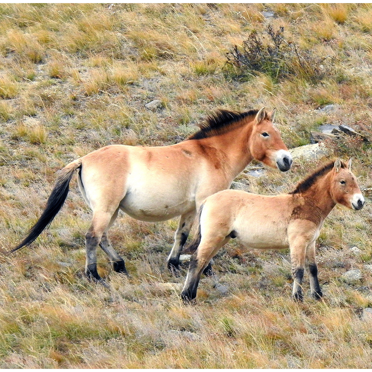 Лошадь Пржевальского (Equus przewalskii) Фото №9