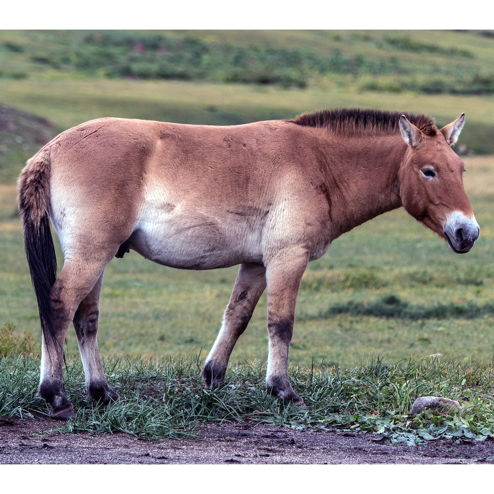 Лошадь Пржевальского (Equus przewalskii) Фото №1