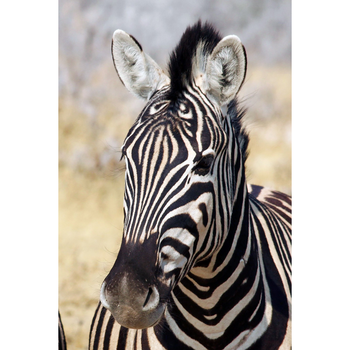 Бурчеллова зебра (Equus quagga) Фото №10
