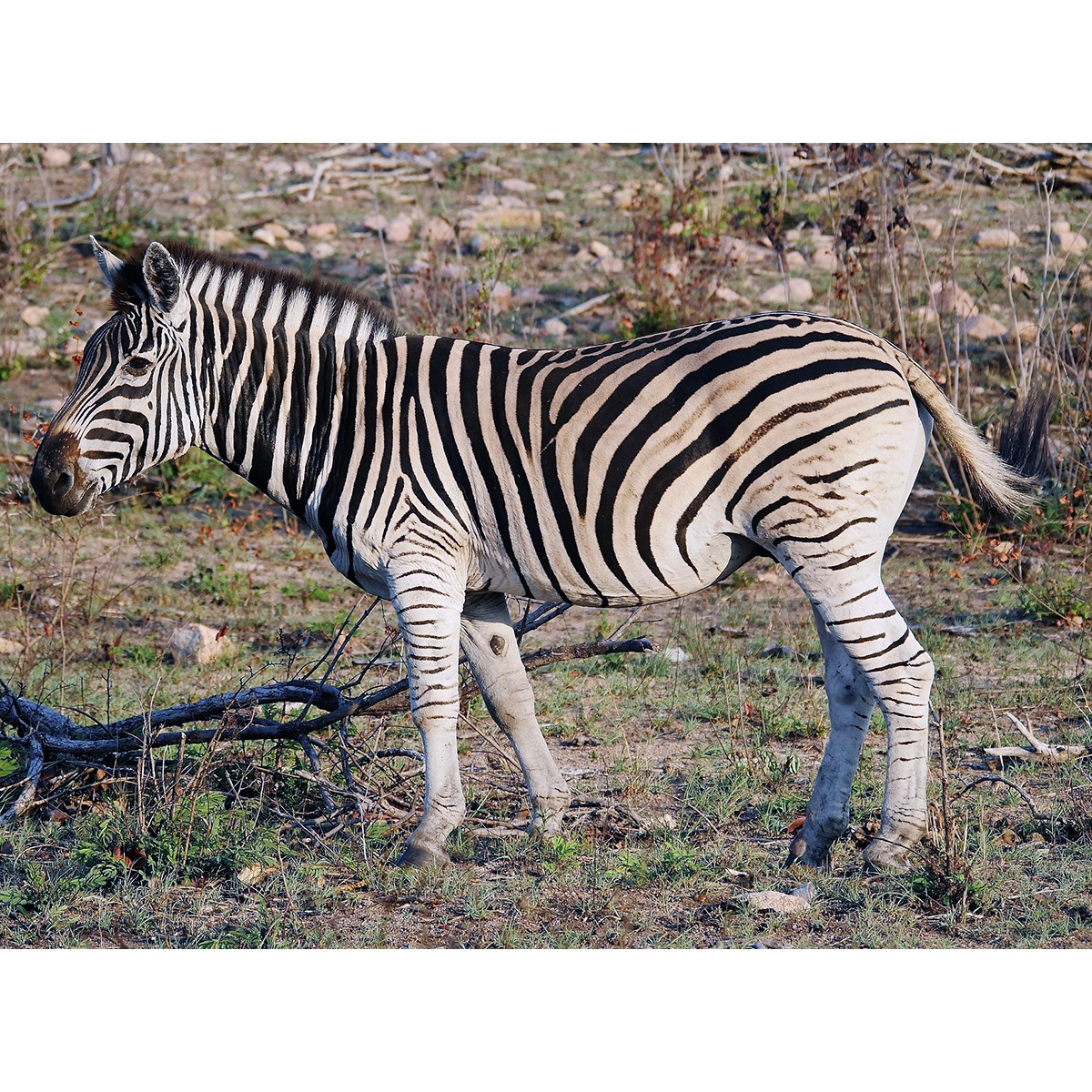 Бурчеллова зебра (Equus quagga) Фото №2