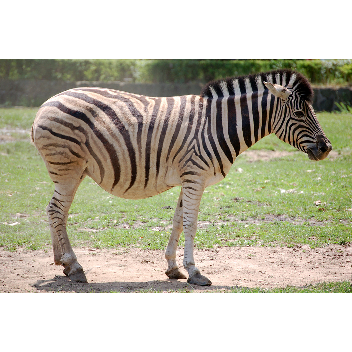 Бурчеллова зебра (Equus quagga) Фото №3