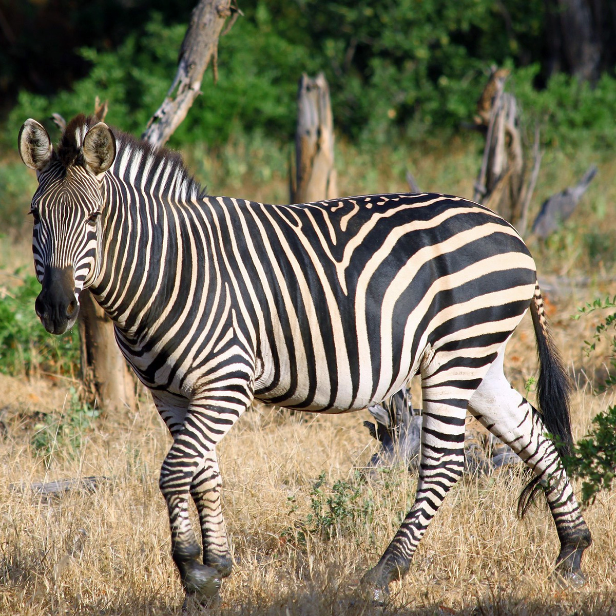 Бурчеллова зебра (Equus quagga) Фото №4