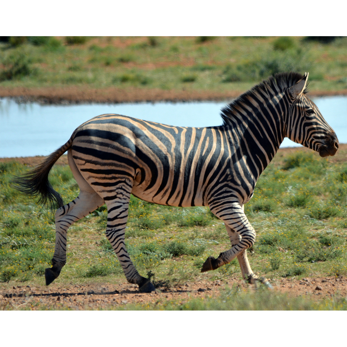 Бурчеллова зебра (Equus quagga) Фото №1
