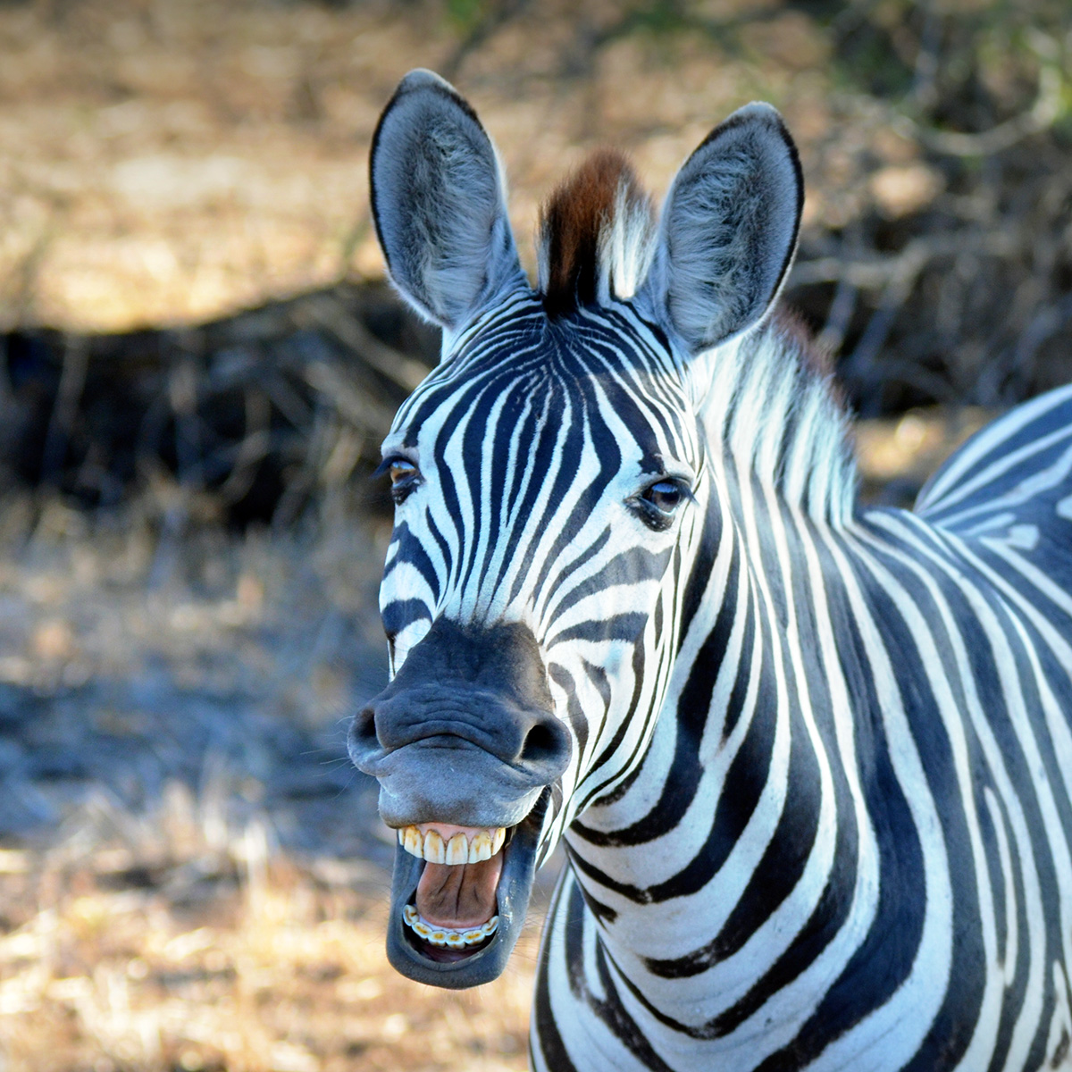 Горная капская зебра (Equus zebra) Фото №10