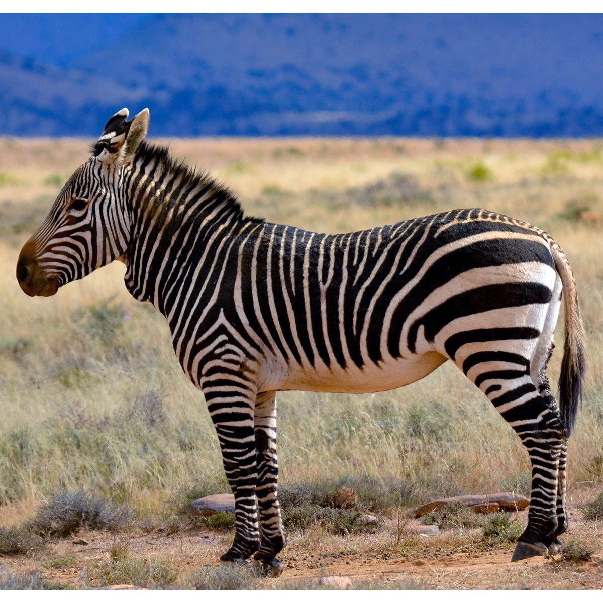 Горная капская зебра (Equus zebra) Фото №2