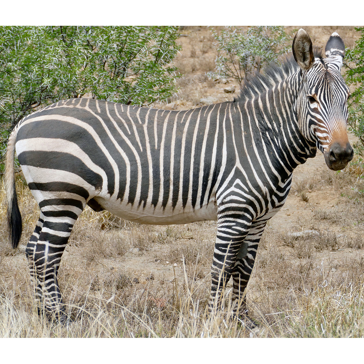 Горная капская зебра (Equus zebra) Фото №3