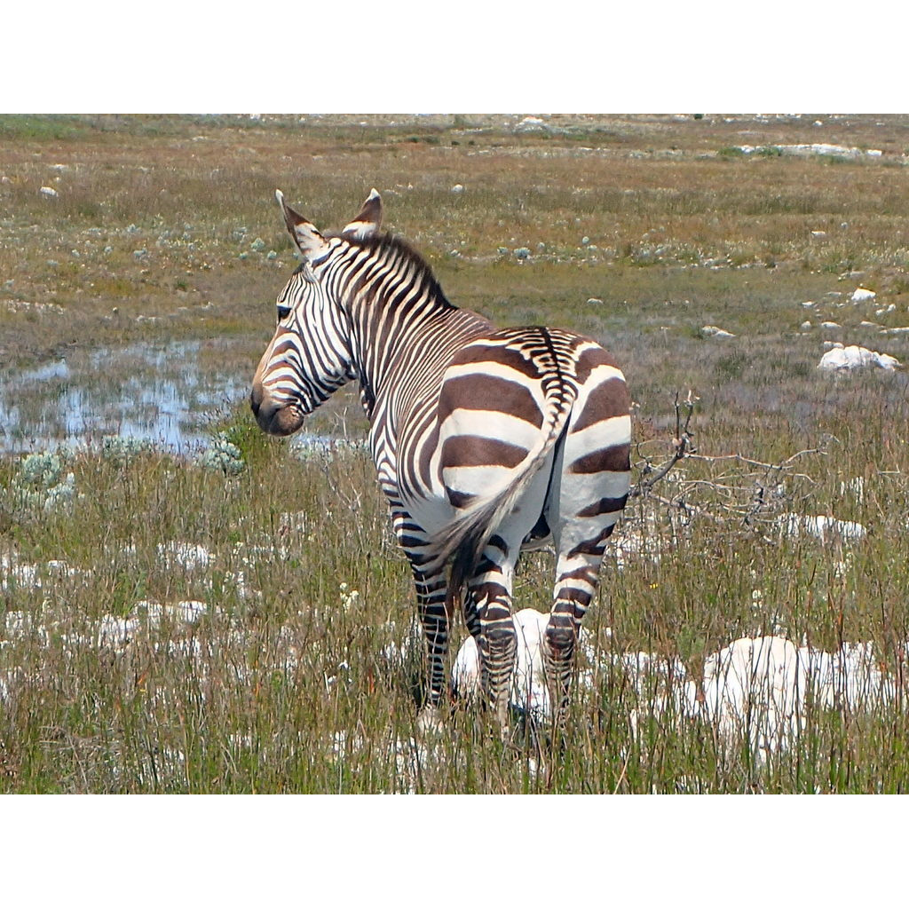 Горная капская зебра (Equus zebra) Фото №6