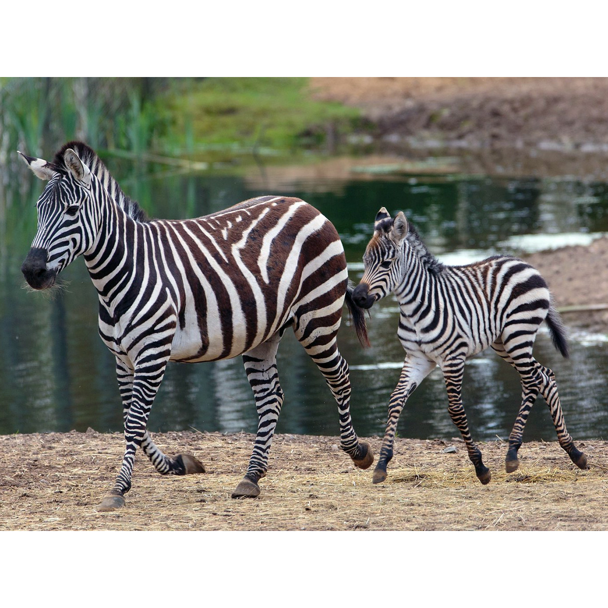 Горная капская зебра (Equus zebra) Фото №7