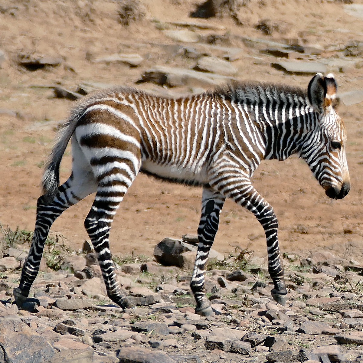Горная капская зебра (Equus zebra) Фото №9
