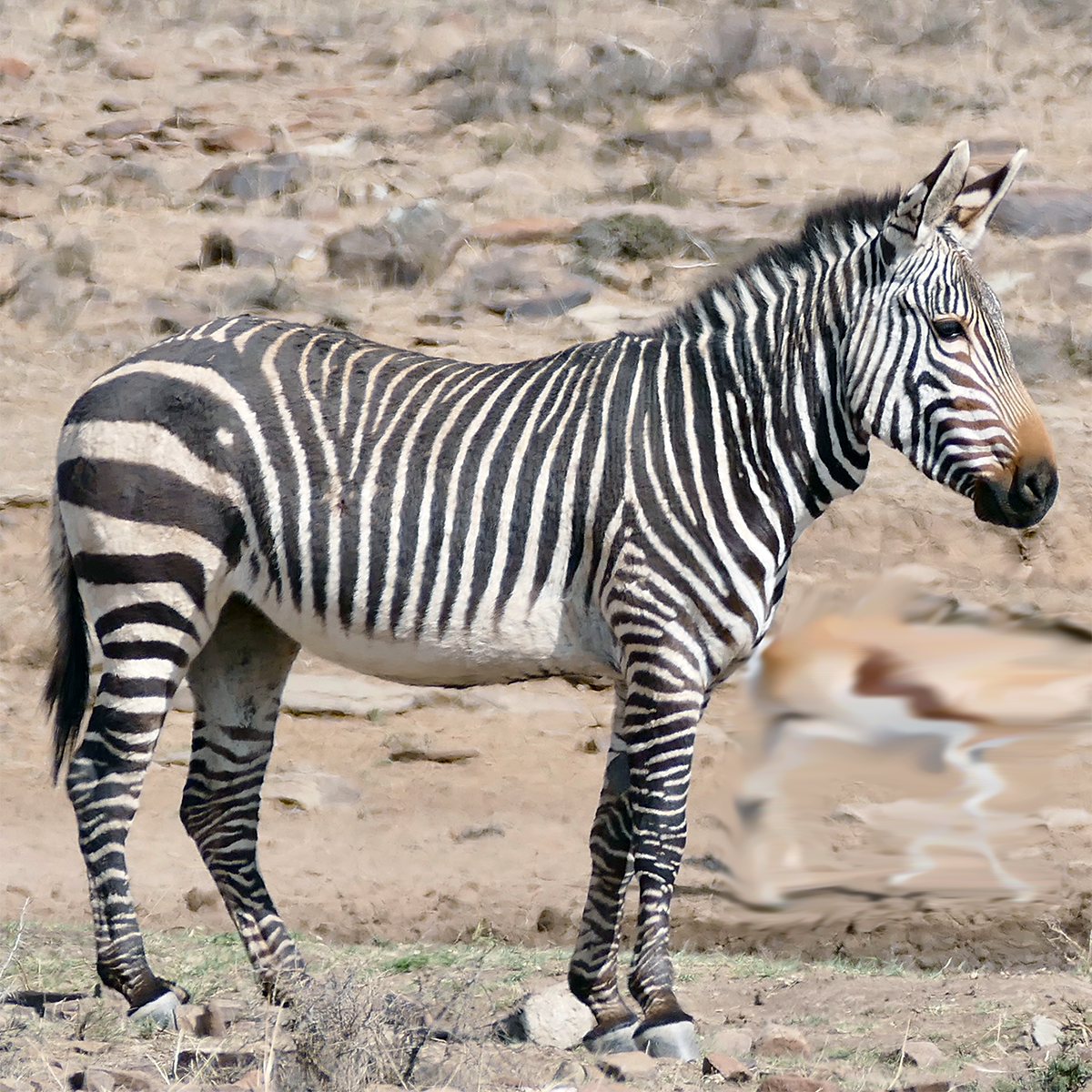 Горная капская зебра (Equus zebra) Фото №1