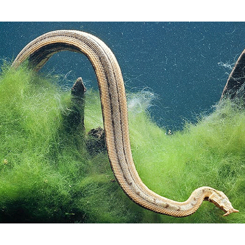  Род Щупальценосные змеи  фото