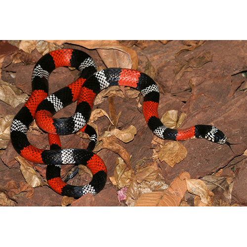  Род Псевдокоралловые змеи  фото