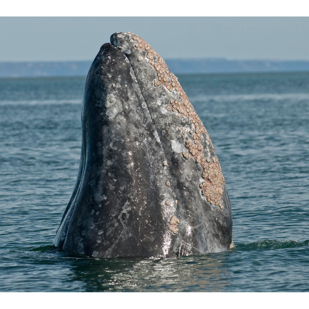 Серый кит (Eschrichtius robustus) Фото №10