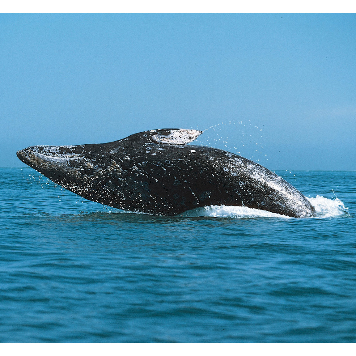 Серый кит (Eschrichtius robustus) Фото №2