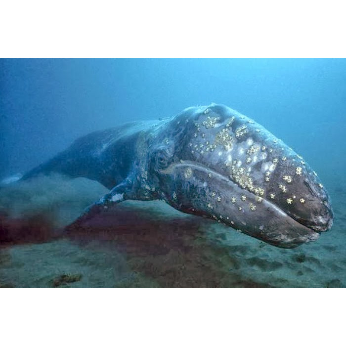 Серый кит (Eschrichtius robustus) Фото №4