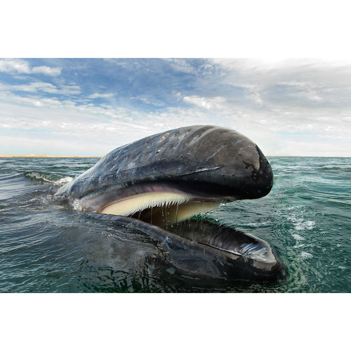Серый кит (Eschrichtius robustus) Фото №5
