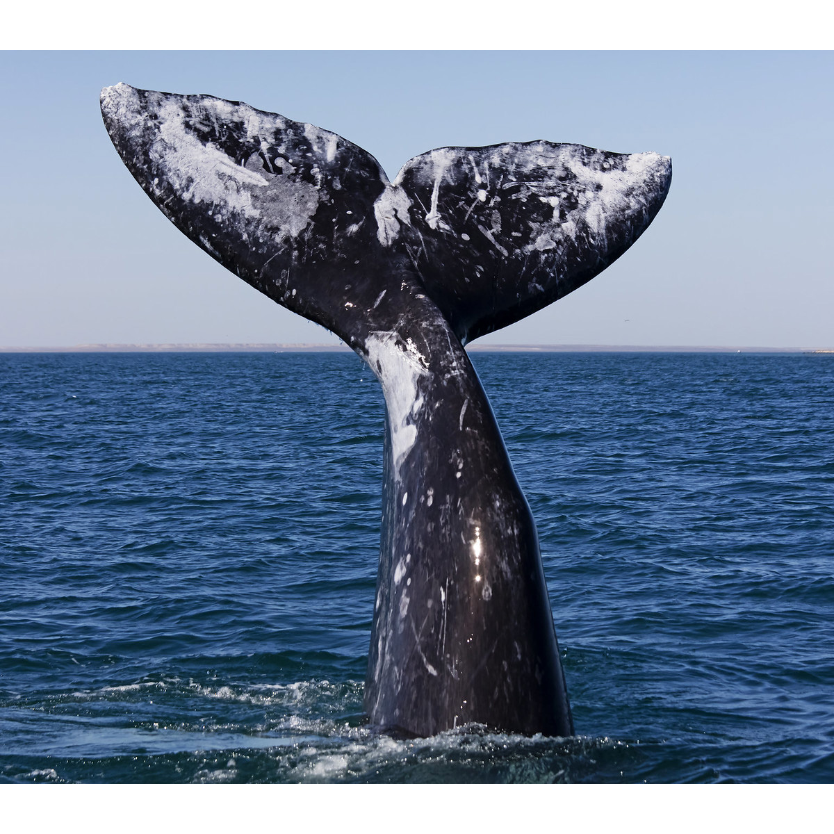 Серый кит (Eschrichtius robustus) Фото №6