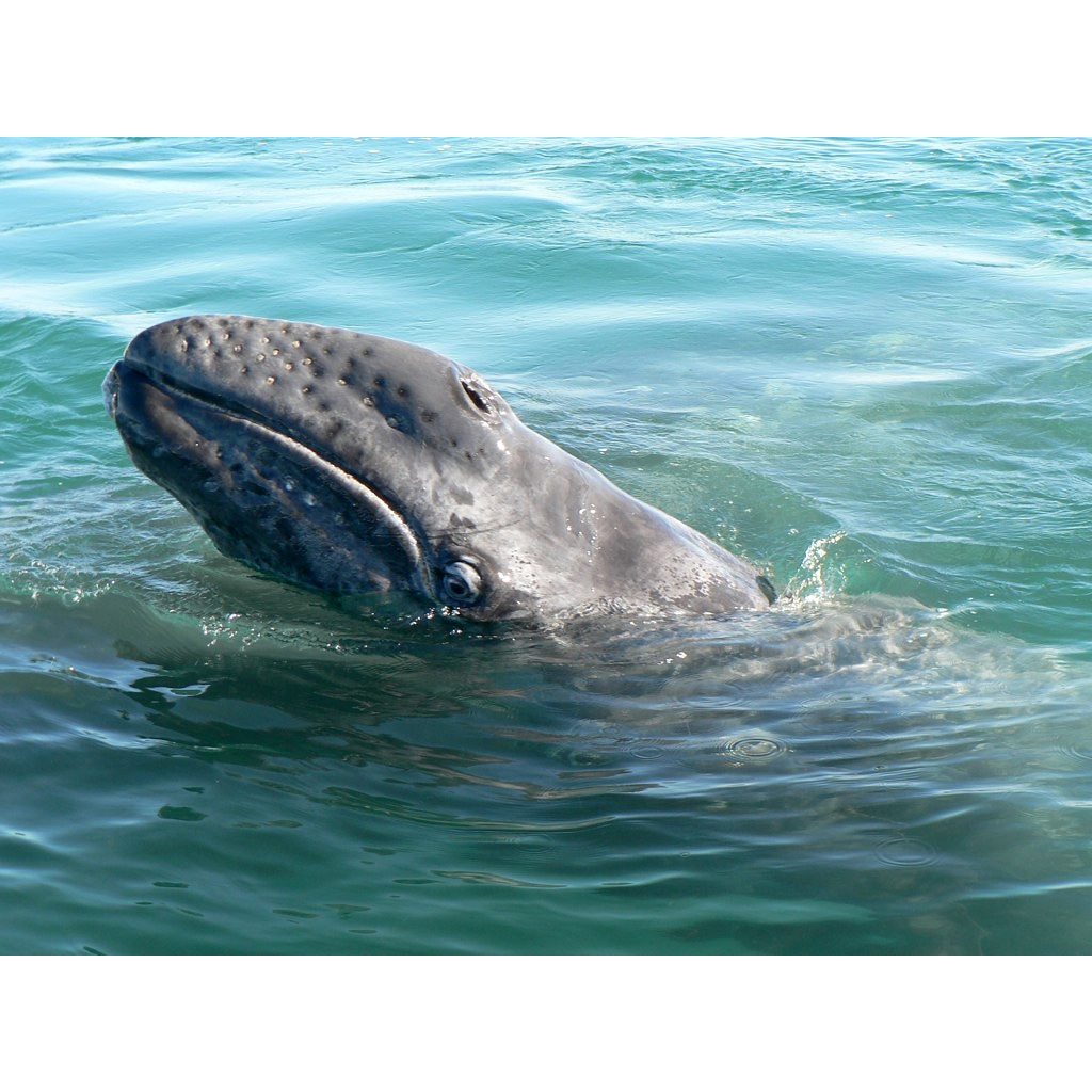 Серый кит (Eschrichtius robustus) Фото №9