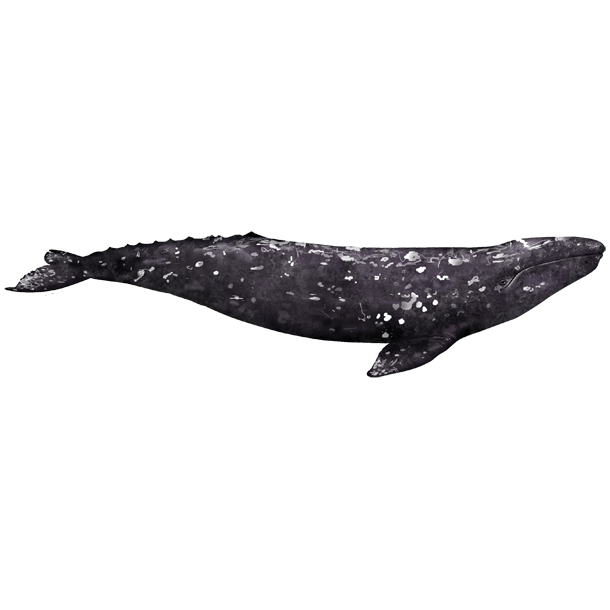 Серый кит (Eschrichtius robustus) Фото №1