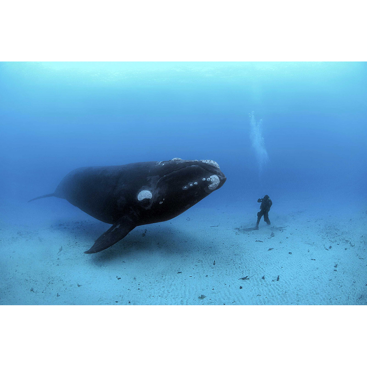 Южный гладкий кит (Eubalaena australis) Фото №4