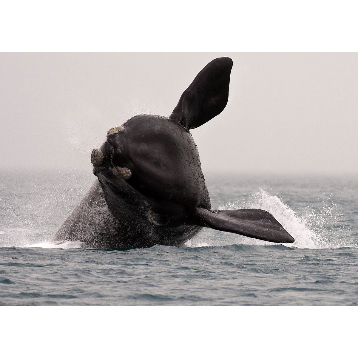 Южный гладкий кит (Eubalaena australis) Фото №5