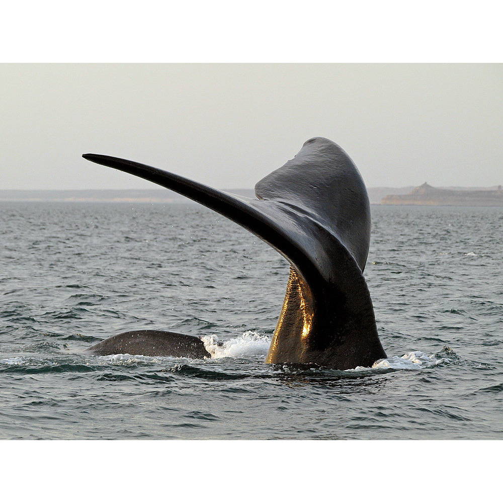 Южный гладкий кит (Eubalaena australis) Фото №6