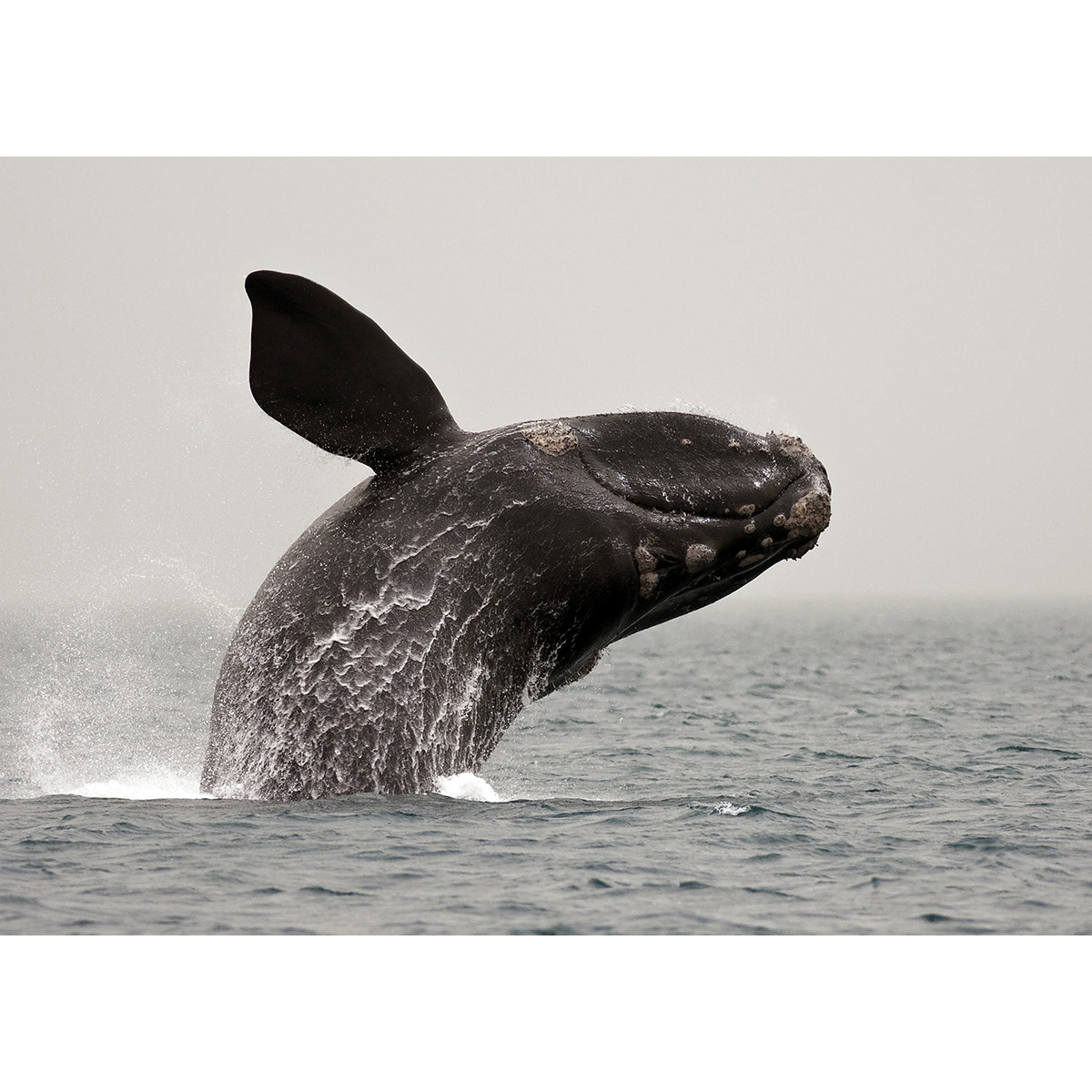 Южный гладкий кит (Eubalaena australis) Фото №7