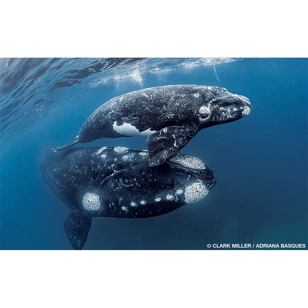 Южный гладкий кит (Eubalaena australis) Фото №8