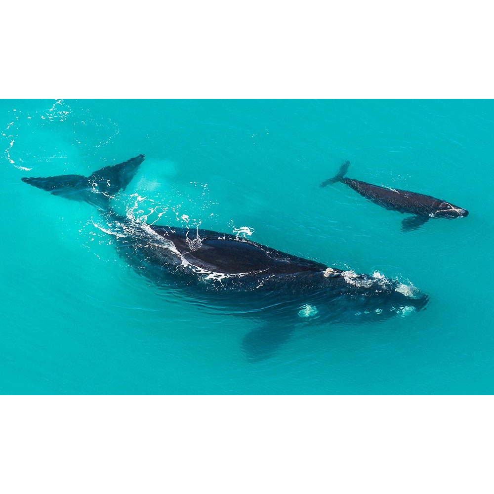 Южный гладкий кит (Eubalaena australis) Фото №9