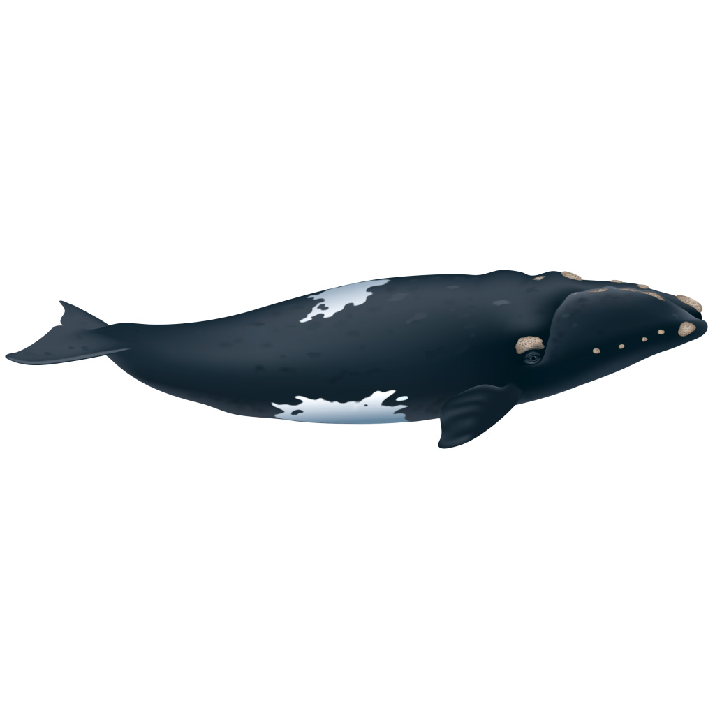 Южный гладкий кит (Eubalaena australis) Фото №1