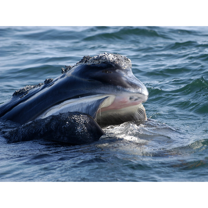 Северный гладкий кит (Eubalaena glacialis) Фото №10