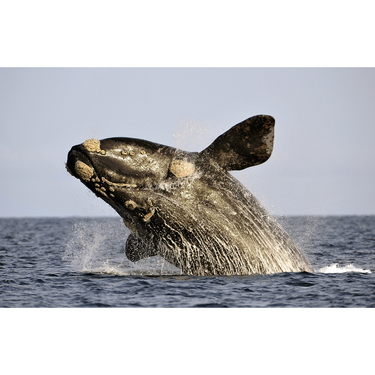 Северный гладкий кит (Eubalaena glacialis) Фото №2