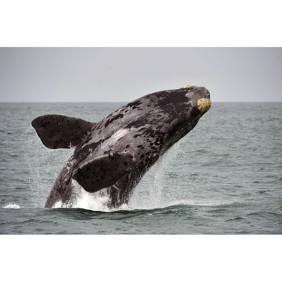 Северный гладкий кит (Eubalaena glacialis) Фото №3