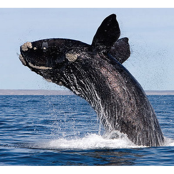 Северный гладкий кит (Eubalaena glacialis) Фото №4