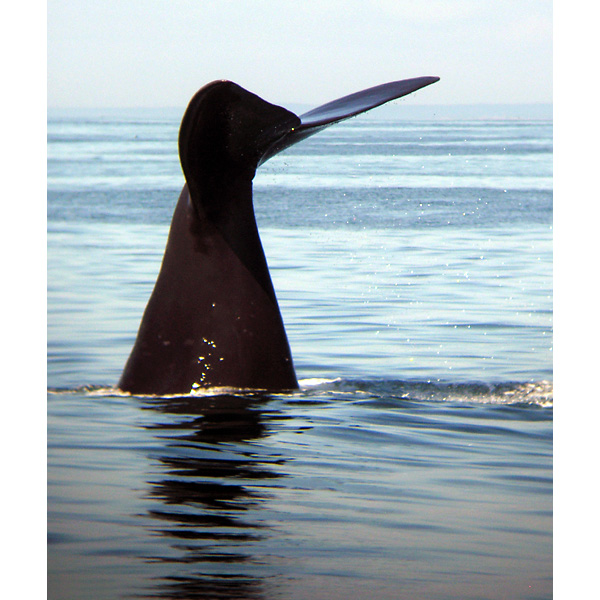 Северный гладкий кит (Eubalaena glacialis) Фото №5