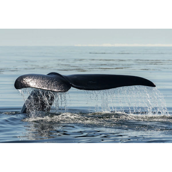 Северный гладкий кит (Eubalaena glacialis) Фото №6