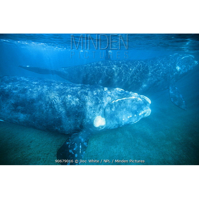 Северный гладкий кит (Eubalaena glacialis) Фото №7