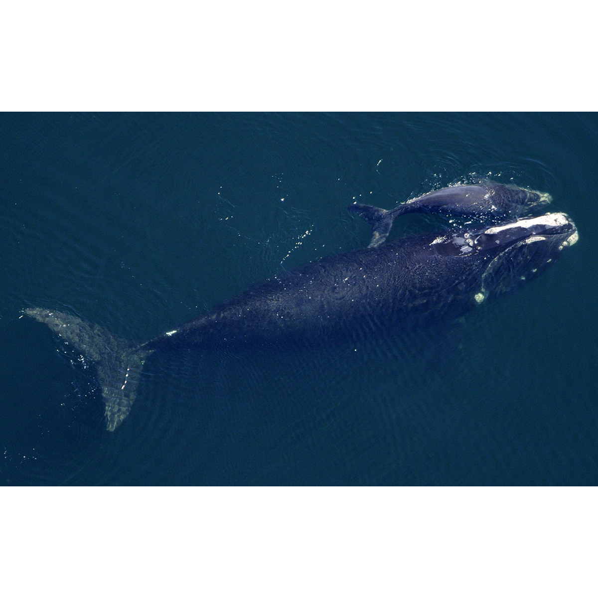 Северный гладкий кит (Eubalaena glacialis) Фото №8
