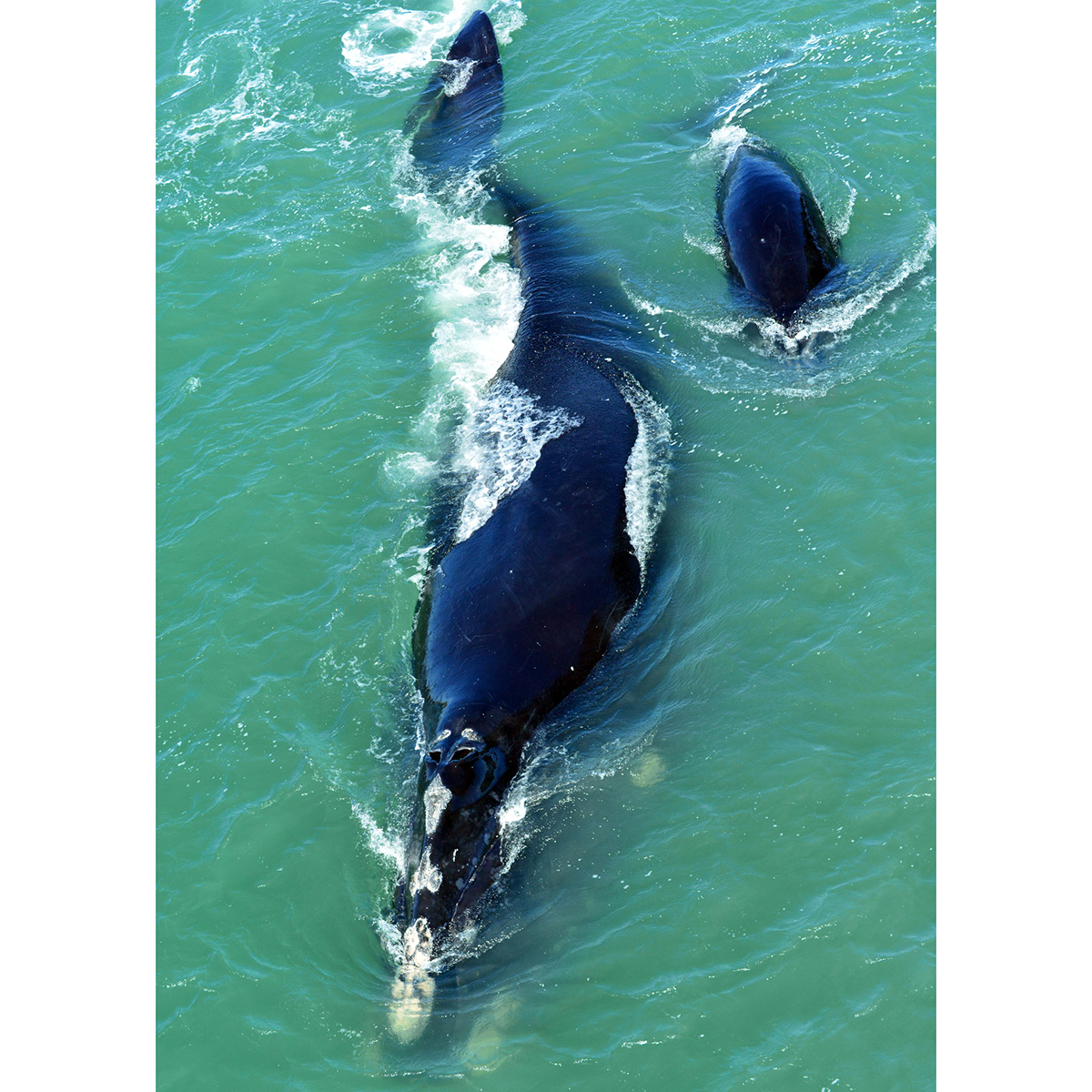 Северный гладкий кит (Eubalaena glacialis) Фото №9