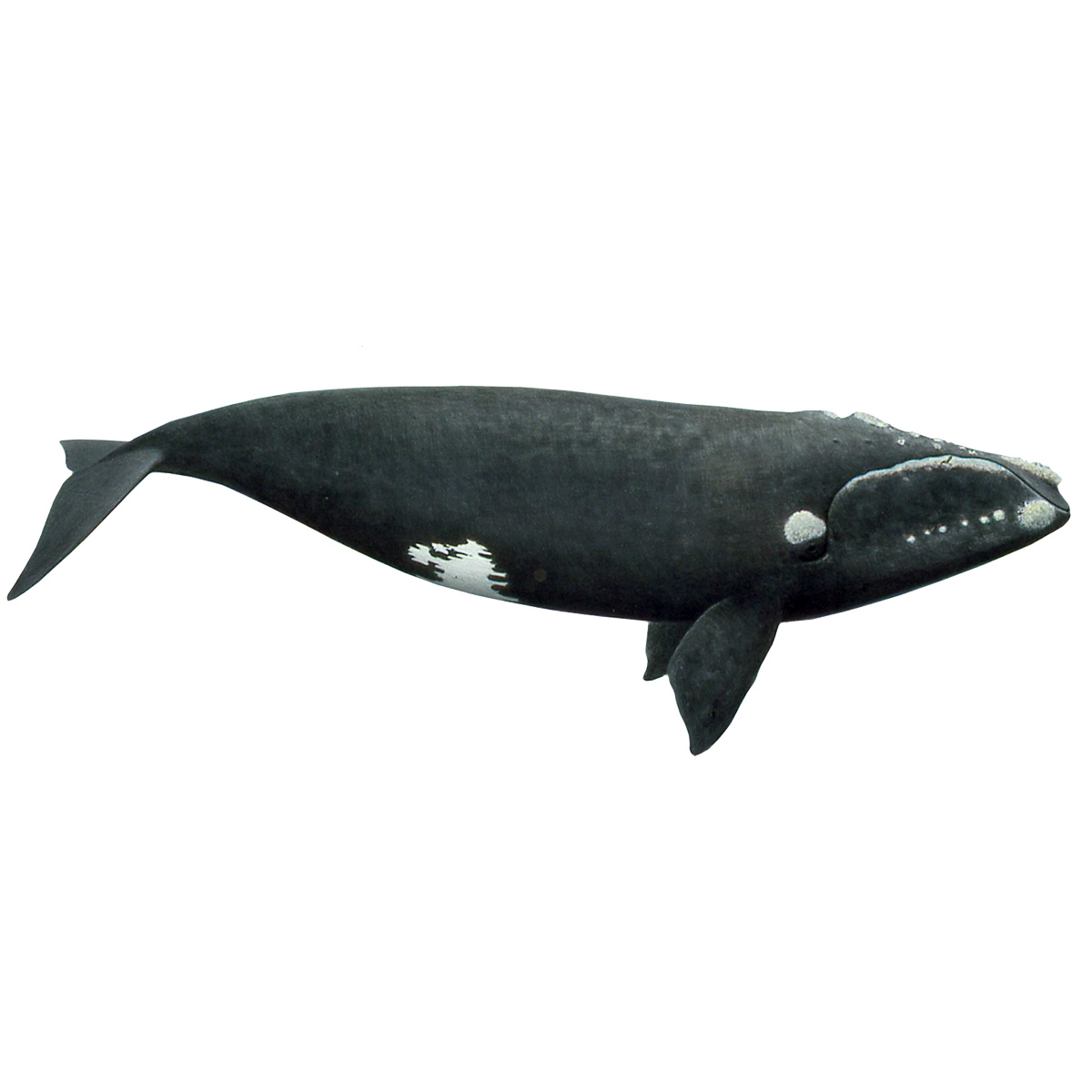 Северный гладкий кит (Eubalaena glacialis) Фото №1