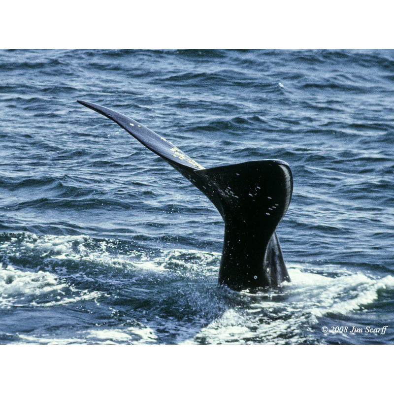 Японский кит (Eubalaena japonica) Фото №2